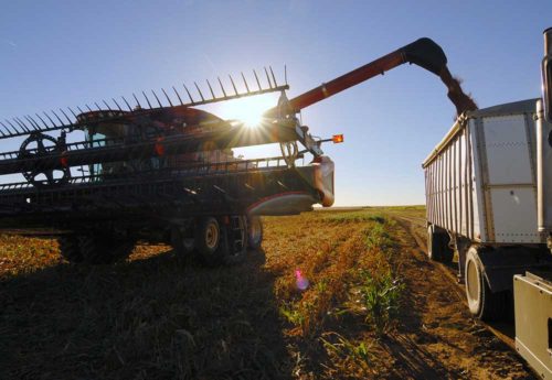National Sorghum Producers History Bright Future Ahead
